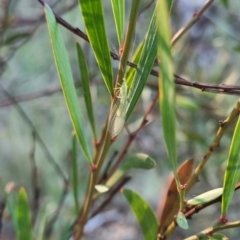 Chrysopidae (family) at QPRC LGA - 13 Apr 2024