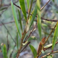 Chrysopidae (family) at QPRC LGA - suppressed