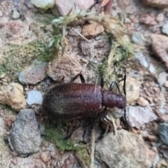 Metriolagria formicicola (Darkling beetle) at QPRC LGA - 13 Apr 2024 by clarehoneydove