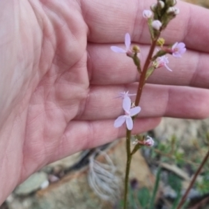 Stylidium graminifolium at QPRC LGA - 13 Apr 2024