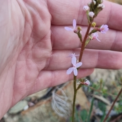 Stylidium graminifolium (Grass Triggerplant) at Bungendore, NSW - 13 Apr 2024 by clarehoneydove