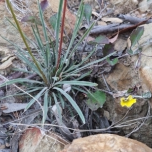 Stylidium graminifolium at QPRC LGA - suppressed