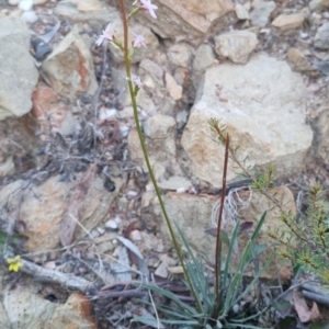 Stylidium graminifolium at QPRC LGA - suppressed