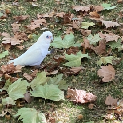 Cacatua sanguinea (Little Corella) at Parkes, ACT - 13 Apr 2024 by JohnGiacon