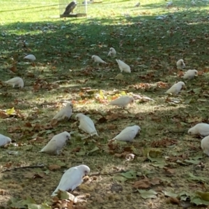 Cacatua sanguinea at Parkes, ACT - 13 Apr 2024