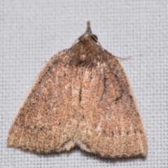 Authaemon stenonipha (Pale-bordered Cape-moth (Ennominae)) at QPRC LGA - 8 Apr 2024 by DianneClarke