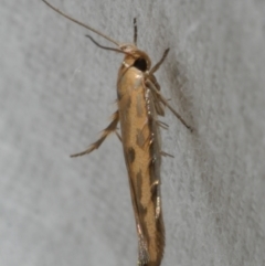 Stathmopoda hyposcia (A Gelechioid moth) at WendyM's farm at Freshwater Ck. - 25 Feb 2024 by WendyEM