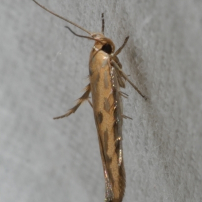 Stathmopoda hyposcia (A Gelechioid moth) at Freshwater Creek, VIC - 25 Feb 2024 by WendyEM