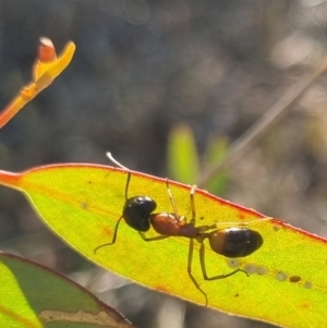 Camponotus consobrinus at QPRC LGA - 13 Apr 2024