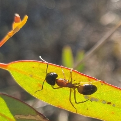 Camponotus consobrinus (Banded sugar ant) at Bungendore, NSW - 13 Apr 2024 by clarehoneydove