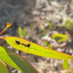 Camponotus consobrinus at QPRC LGA - 13 Apr 2024