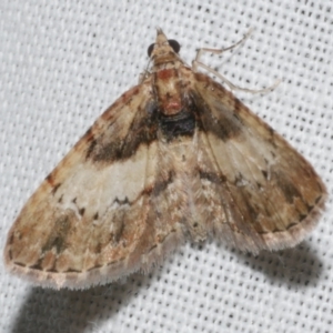 Chloroclystis approximata at Freshwater Creek, VIC - 25 Feb 2024