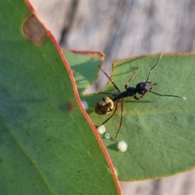 Camponotus suffusus (Golden-tailed sugar ant) at Bungendore, NSW - 13 Apr 2024 by clarehoneydove