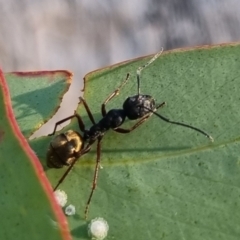 Camponotus suffusus at QPRC LGA - 13 Apr 2024