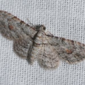 Chloroclystis insigillata at Freshwater Creek, VIC - 26 Feb 2024