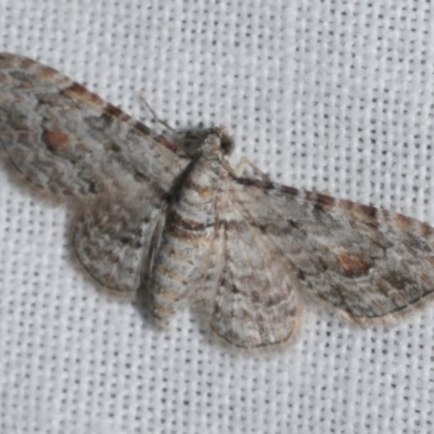 Chloroclystis insigillata (Chloroclystis insigillata) at Freshwater Creek, VIC - 26 Feb 2024 by WendyEM