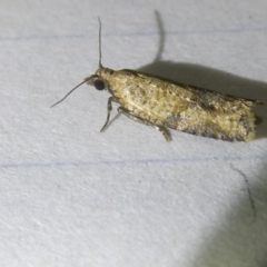 Isochorista ranulana (A Tortricid moth) at Emu Creek Belconnen (ECB) - 5 Apr 2024 by JohnGiacon