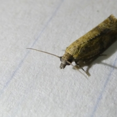 Isochorista ranulana at Emu Creek Belconnen (ECB) - 5 Apr 2024