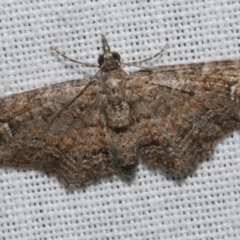 Pasiphilodes testulata (Pome looper) at WendyM's farm at Freshwater Ck. - 25 Feb 2024 by WendyEM