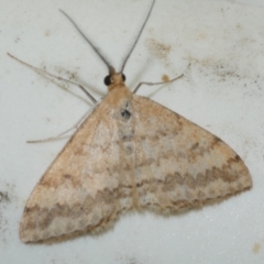 Scopula rubraria (Reddish Wave, Plantain Moth) at WendyM's farm at Freshwater Ck. - 25 Feb 2024 by WendyEM