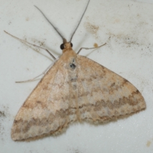 Scopula rubraria at Freshwater Creek, VIC - 25 Feb 2024 10:30 PM