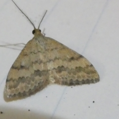 Scopula rubraria (Reddish Wave, Plantain Moth) at Belconnen, ACT - 5 Apr 2024 by JohnGiacon