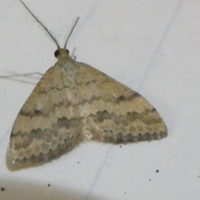 Scopula rubraria (Reddish Wave, Plantain Moth) at Emu Creek Belconnen (ECB) - 5 Apr 2024 by JohnGiacon