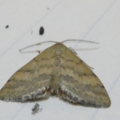 Scopula rubraria (Reddish Wave, Plantain Moth) at Belconnen, ACT - 5 Apr 2024 by JohnGiacon