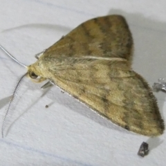 Scopula rubraria at Emu Creek Belconnen (ECB) - 5 Apr 2024