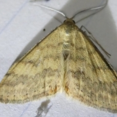 Scopula rubraria at Emu Creek Belconnen (ECB) - 5 Apr 2024 07:43 PM