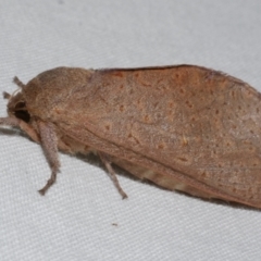 Elhamma australasiae (A Swift or Ghost moth (Hepialidae)) at WendyM's farm at Freshwater Ck. - 25 Feb 2024 by WendyEM