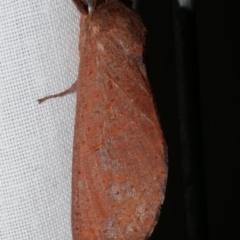 Elhamma australasiae (A Swift or Ghost moth (Hepialidae)) at WendyM's farm at Freshwater Ck. - 25 Feb 2024 by WendyEM