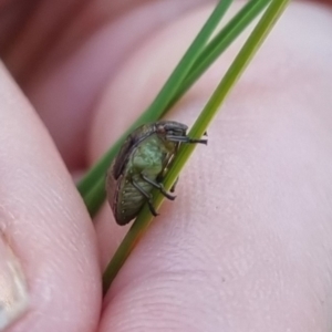 Pentatomoidea (superfamily) at QPRC LGA - suppressed