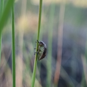 Pentatomoidea (superfamily) at QPRC LGA - suppressed