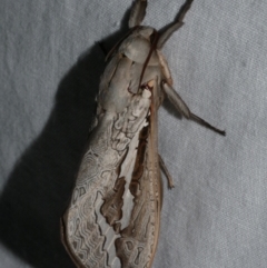 Abantiades labyrinthicus (Labyrinthine Ghost Moth) at WendyM's farm at Freshwater Ck. - 25 Feb 2024 by WendyEM