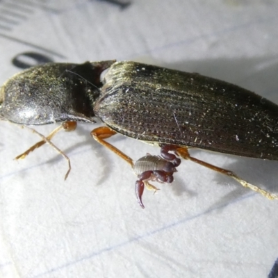 Monocrepidius (genus) (Click beetle) at Emu Creek Belconnen (ECB) - 8 Apr 2024 by JohnGiacon