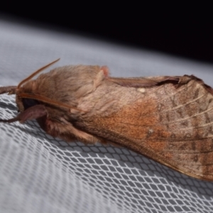 Oxycanus (genus) at QPRC LGA - suppressed