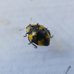 Illeis galbula (Fungus-eating Ladybird) at Emu Creek - 12 Apr 2024 by JohnGiacon