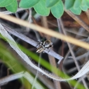 Maratus scutulatus at QPRC LGA - 13 Apr 2024