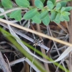 Maratus scutulatus at QPRC LGA - 13 Apr 2024