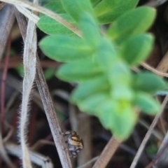 Maratus scutulatus at QPRC LGA - 13 Apr 2024