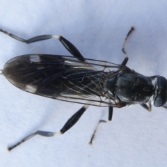 Exaireta spinigera (Garden Soldier Fly) at Emu Creek Belconnen (ECB) - 12 Apr 2024 by JohnGiacon
