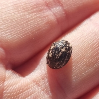 Trachymela sp. (genus) (Brown button beetle) at Bungendore, NSW - 13 Apr 2024 by clarehoneydove