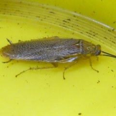 Balta spuria (A Balta Cockroach) at Belconnen, ACT - 13 Apr 2024 by JohnGiacon