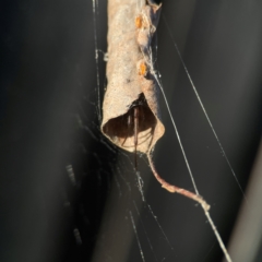 Phonognathidae (family) (Leaf curling orb-weavers) at Casey, ACT - 13 Apr 2024 by Hejor1
