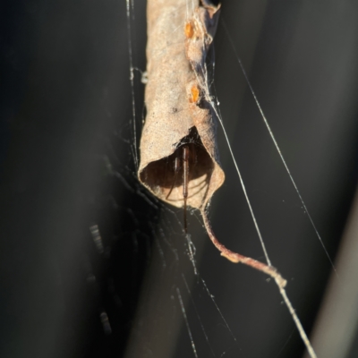 Phonognathidae (family) (Leaf curling orb-weavers) at Casey, ACT - 13 Apr 2024 by Hejor1