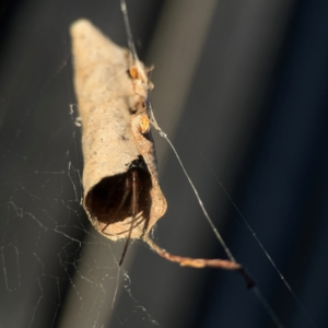 Phonognathidae (family) at Casey, ACT - 13 Apr 2024