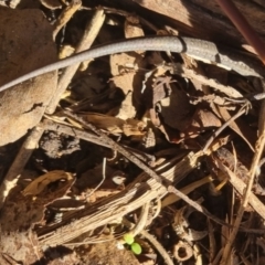 Lampropholis guichenoti (Common Garden Skink) at Bungendore, NSW - 13 Apr 2024 by clarehoneydove