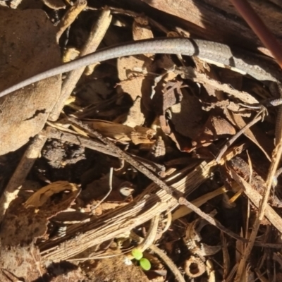 Lampropholis guichenoti (Common Garden Skink) at Bungendore, NSW - 13 Apr 2024 by clarehoneydove