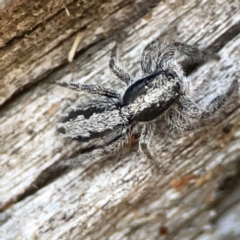 Clynotis severus (Stern Jumping Spider) at Casey, ACT - 13 Apr 2024 by Hejor1